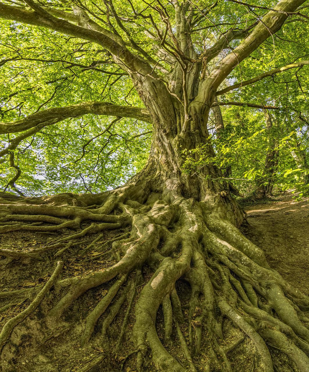 beech, tree, roots-3385957.jpg